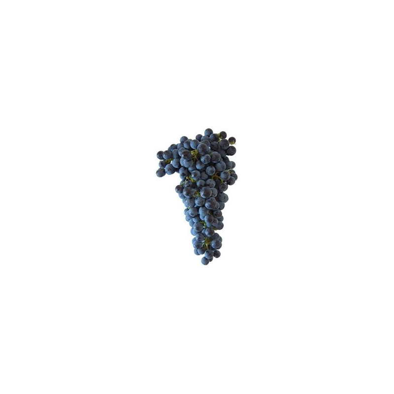 RAISIN PRIMITIVO A VIN 5KG
